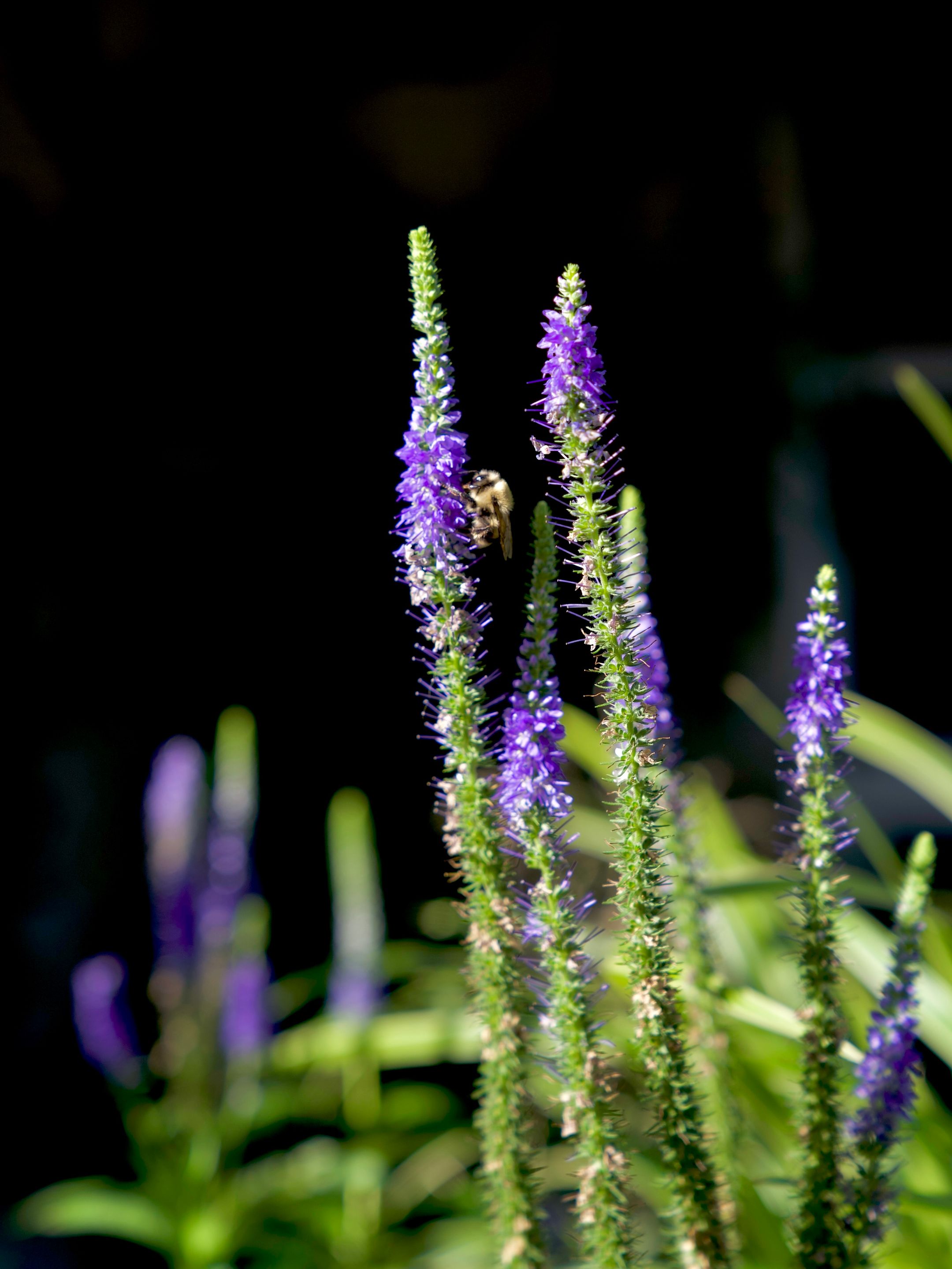 Une abeille butine des fleurs de véronique dans un jardin favorisant la biodiversité urbaine.