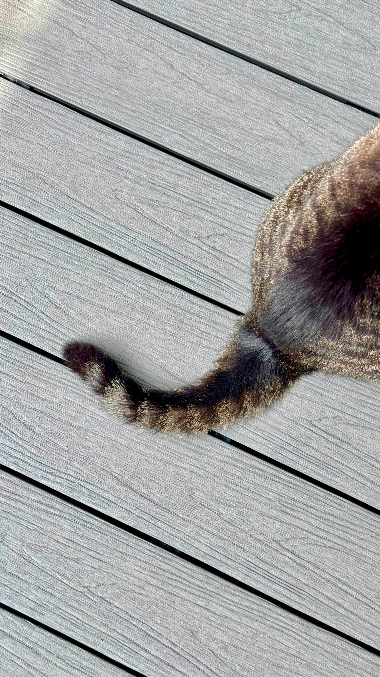 Queue d’un chat sur une terrasse en bois composite NewTechWood à l’aspect naturel.
